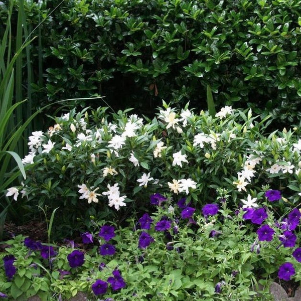 Frost Proof Gardenia