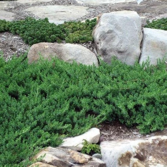 Blue Pacific Juniper
