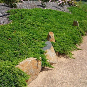 Blue Pacific Juniper