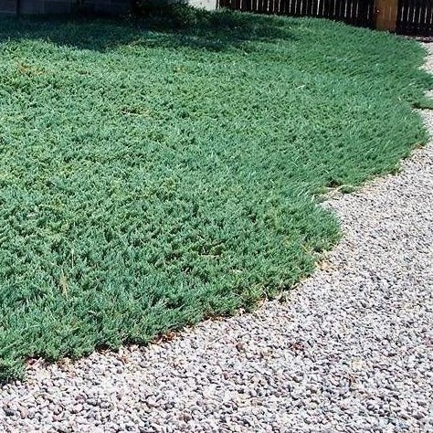 Blue Rug Juniper