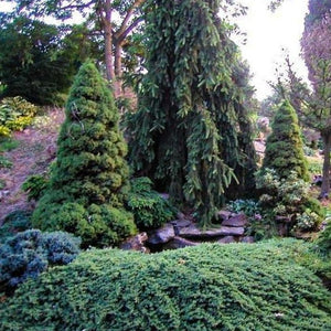 Blue Rug Juniper