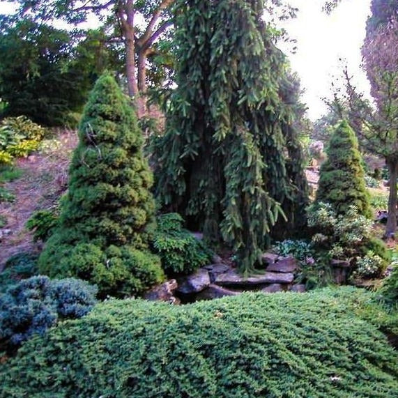 Blue Rug Juniper
