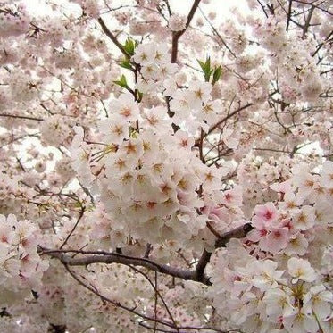 Yoshino Cherry Blossoms