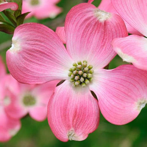 Pink Dogwood Tree