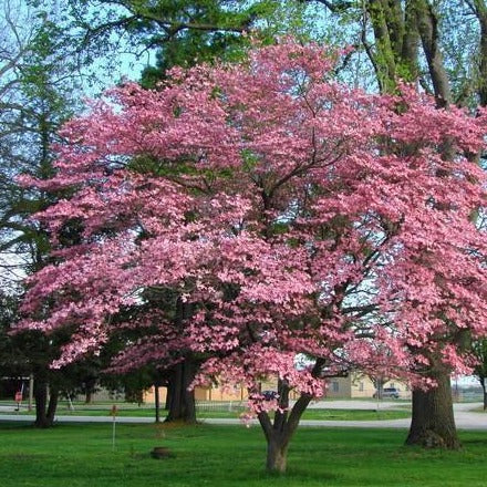 Pink Dogwood Tree