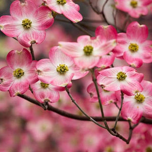 Pink Dogwood Tree