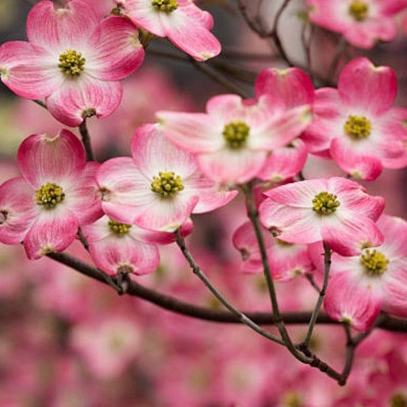 Pink Dogwood Tree