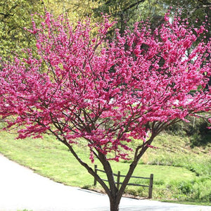Rising Sun Redbud