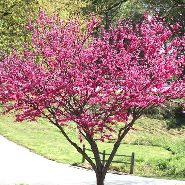 Rising Sun Redbud
