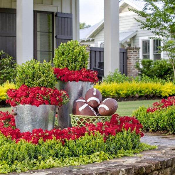 Baby Gem Boxwood