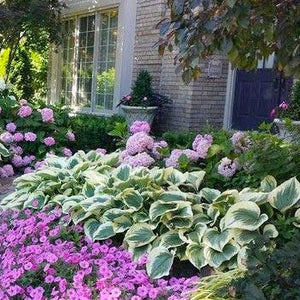 Patriot Hosta