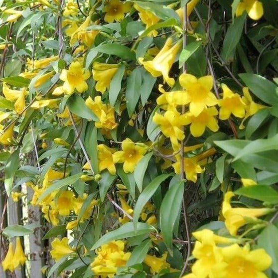 South Carolina Yellow Jessamine