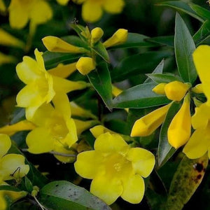 South Carolina Yellow Jessamine