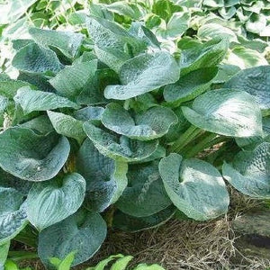 Big Daddy Hosta