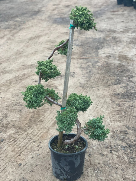 Dwarf Japanese Garden Juniper Topiary