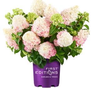 Vanilla Strawberry Hydrangea