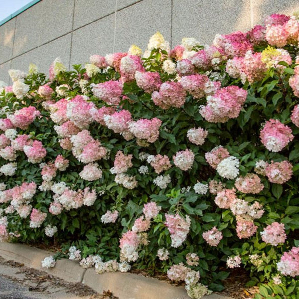 Vanilla Strawberry Hydrangea