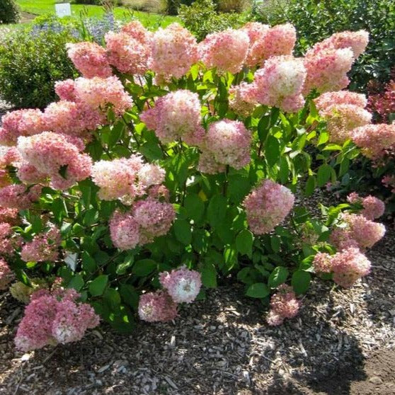 Vanilla Strawberry Hydrangea