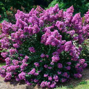 Purple Magic Crape Myrtle