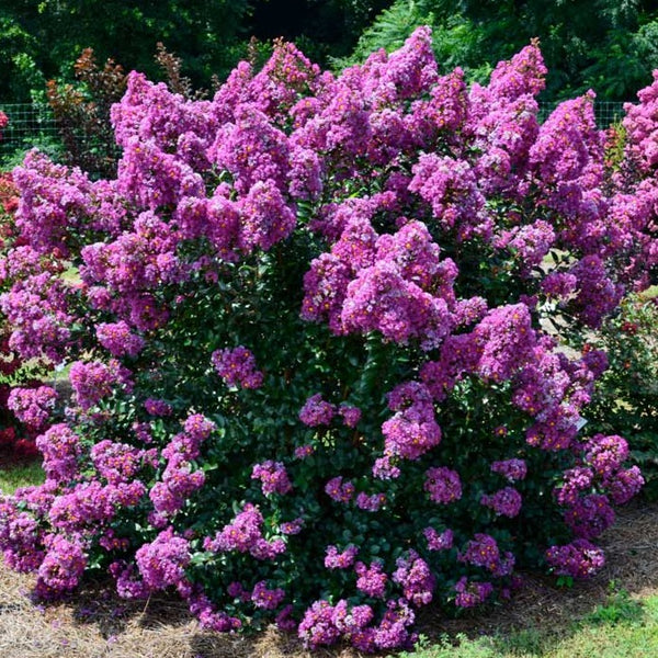 Purple Magic Crape Myrtle