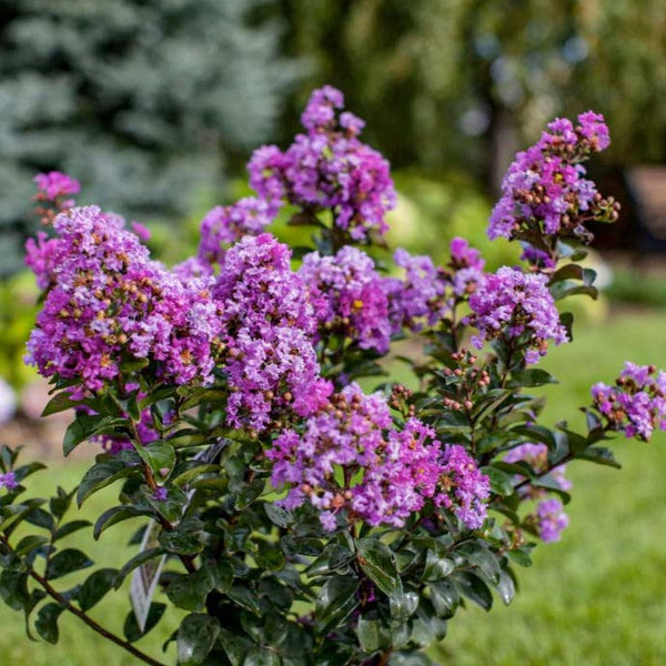 Purple Magic Crape Myrtle