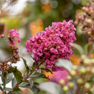 Plum Magic Crape Myrtle