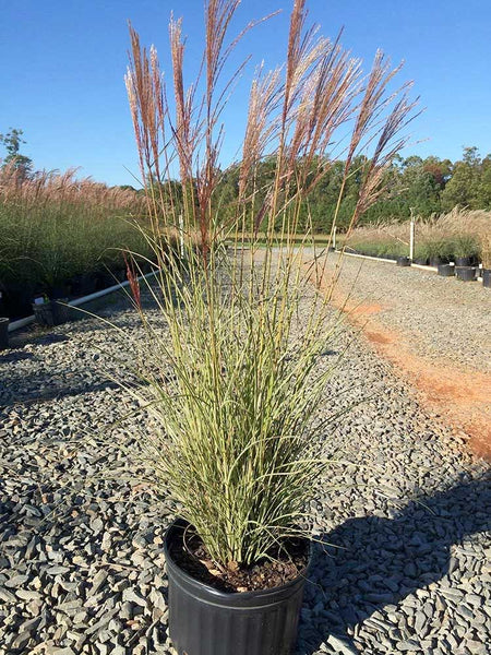 Morning Light Miscanthus