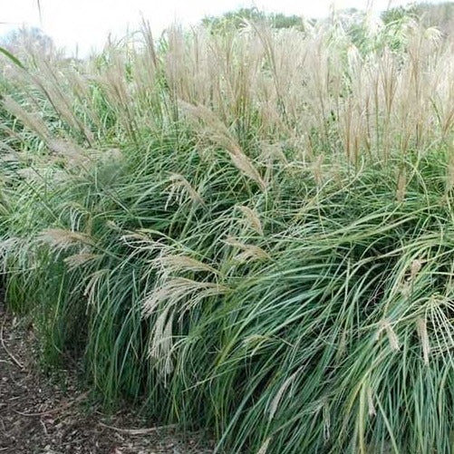 Morning Light Miscanthus
