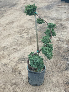 Dwarf Japanese Garden Juniper Topiary