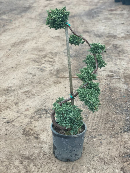 Dwarf Japanese Garden Juniper Topiary