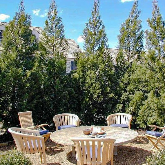 Cryptomeria Radicans