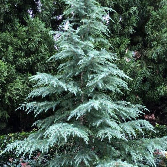 Deodar Cedar