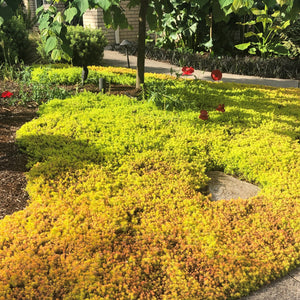 Sedum Angelina