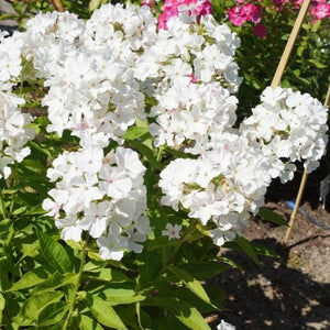 White Flame Dwarf Garden Phlox