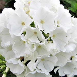 White Flame Dwarf Garden Phlox