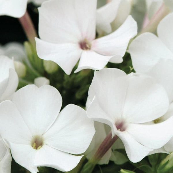 White Flame Dwarf Garden Phlox