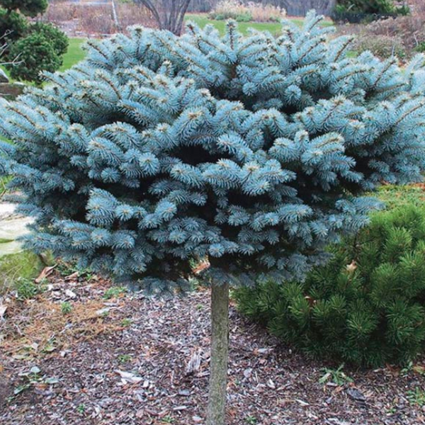 Dwarf Globe Blue Spruce