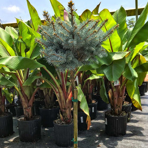 Dwarf Globe Blue Spruce