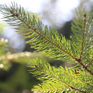 Douglas Blue Fir