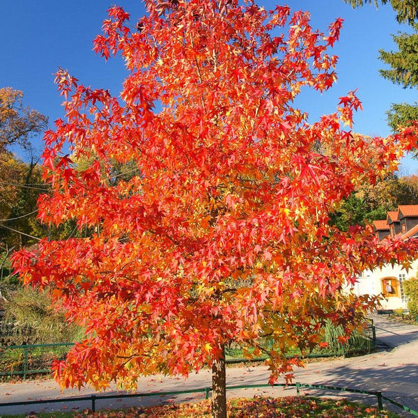 Autumn Blaze Maple