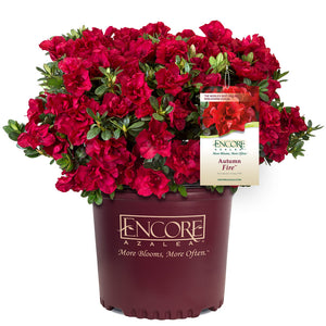 Autumn Fire® Encore® Azalea