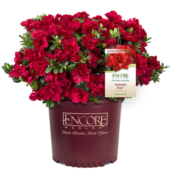 Autumn Fire® Encore® Azalea
