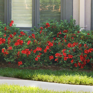 Autumn Fire® Encore® Azalea