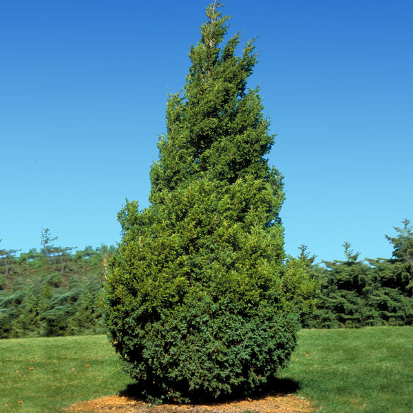 Baby Giant Thuja Tree