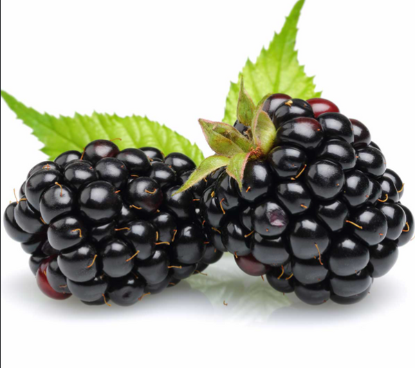 Natchez Thornless Blackberry