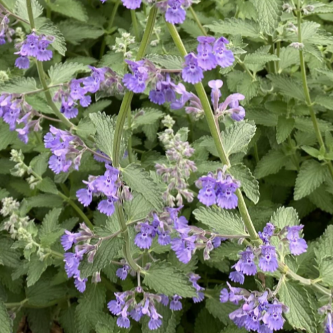Walkers Low Catmint