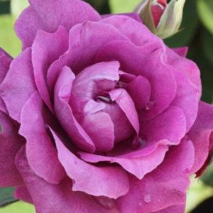 Intrigue Floribunda Rose