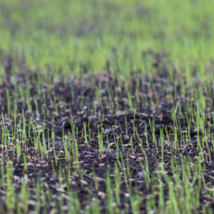 Grass Seed Growing Through Excelsior Matting