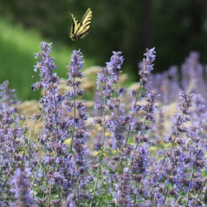 Walkers Low Catmint
