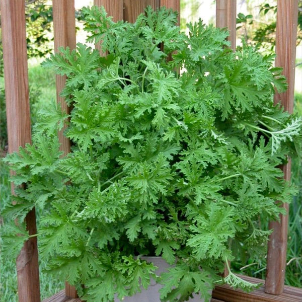 Citronella Plant